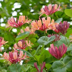 WILLEMSE FRANCE - Chèvrefeuille grimpant american beauty - le pot / ø 9cm, vendu par lot de 2