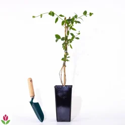 WILLEMSE FRANCE - Chèvrefeuille grimpant american beauty - le pot / ø 9cm, vendu par lot de 2