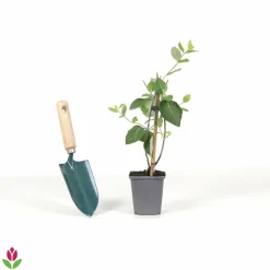 WILLEMSE FRANCE - Chèvrefeuille grimpant american beauty - le pot / ø 9cm, vendu par lot de 2