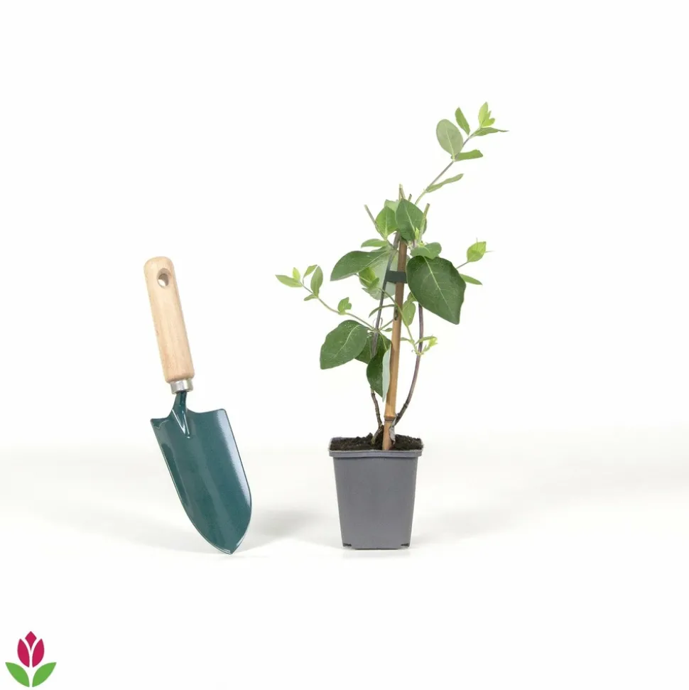 WILLEMSE FRANCE - Chèvrefeuille grimpant american beauty - le pot / ø 9cm, vendu par lot de 2