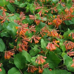 WILLEMSE FRANCE - Chèvrefeuille grimpant dropmore scarlet - le pot / 2l / hauteur livrée 40-50cm, vendu par lot de 2