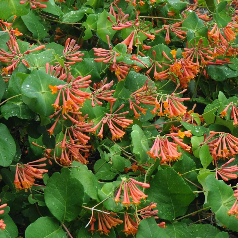 WILLEMSE FRANCE - Chèvrefeuille grimpant dropmore scarlet - le pot / 2l / hauteur livrée 40-50cm, vendu par lot de 2