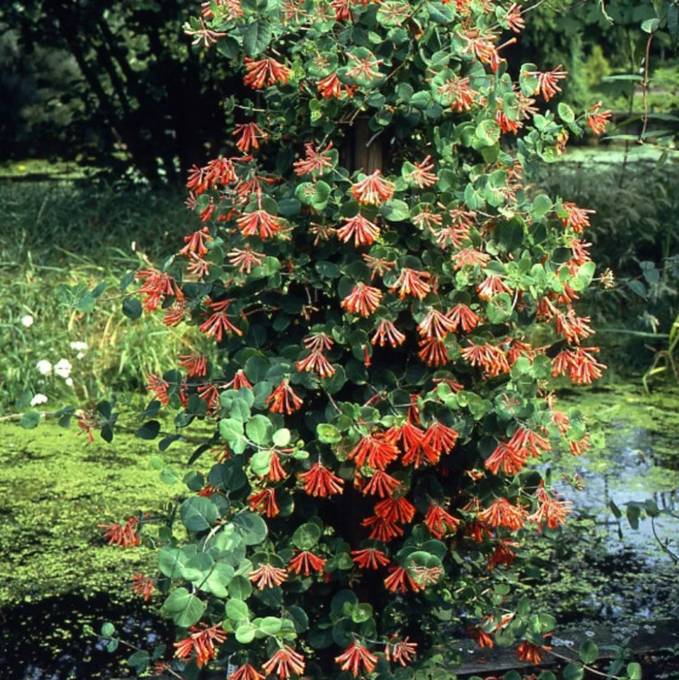 WILLEMSE FRANCE - Chèvrefeuille grimpant dropmore scarlet - le pot / 2l / hauteur livrée 40-50cm, vendu par lot de 2