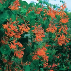 WILLEMSE FRANCE - Chèvrefeuille grimpant dropmore scarlet - le pot / 2l / hauteur livrée 40-50cm, vendu par lot de 2