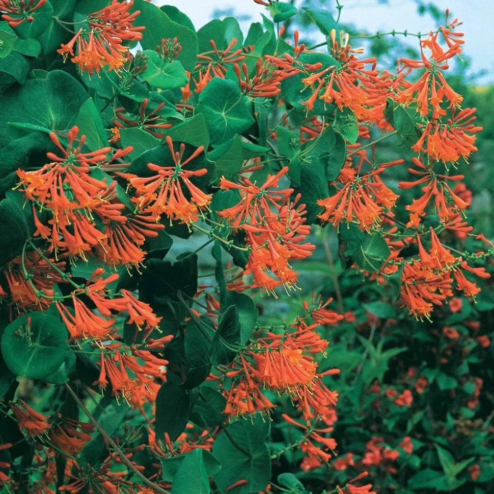 WILLEMSE FRANCE - Chèvrefeuille grimpant dropmore scarlet - le pot / 2l / hauteur livrée 40-50cm, vendu par lot de 2