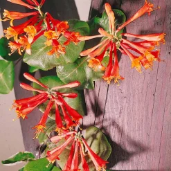 WILLEMSE FRANCE - Chèvrefeuille grimpant dropmore scarlet - le pot / 2l / hauteur livrée 40-50cm, vendu par lot de 2