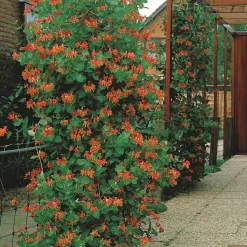 WILLEMSE FRANCE - Chèvrefeuille grimpant dropmore scarlet - le pot / 2l / hauteur livrée 40-50cm, vendu par lot de 2