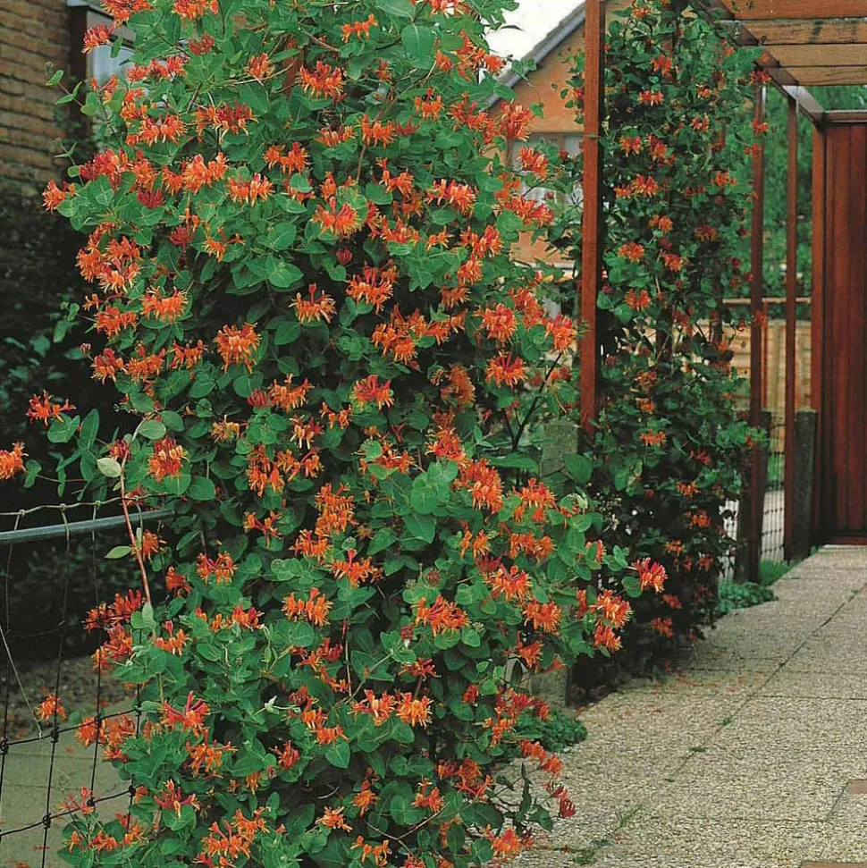 WILLEMSE FRANCE - Chèvrefeuille grimpant dropmore scarlet - le pot / 2l / hauteur livrée 40-50cm, vendu par lot de 2