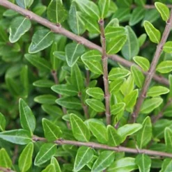 WILLEMSE FRANCE - Chèvrefeuille arbustifs mossgreen - le pot / ø 9cm, vendu par lot de 6