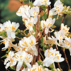 WILLEMSE FRANCE - Chèvrefeuille d'hiver - le pot / 1.5l / hauteur livrée 30-40cm, vendu par lot de 2