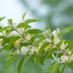 WILLEMSE FRANCE - Chèvrefeuille d'hiver - le pot / 1.5l / hauteur livrée 30-40cm, vendu par lot de 2