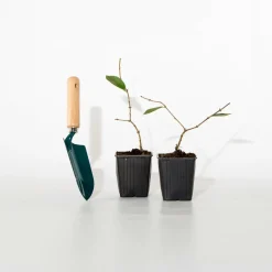 WILLEMSE FRANCE - Chèvrefeuille d'hiver - le pot / 1.5l / hauteur livrée 30-40cm, vendu par lot de 2