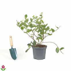 WILLEMSE FRANCE - Chèvrefeuille d'hiver - le pot / 1.5l / hauteur livrée 30-40cm, vendu par lot de 2