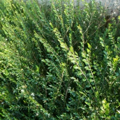 WILLEMSE FRANCE - Chèvrefeuille arbustif maigrun - le pot / ø 9cm, vendu par lot de 2