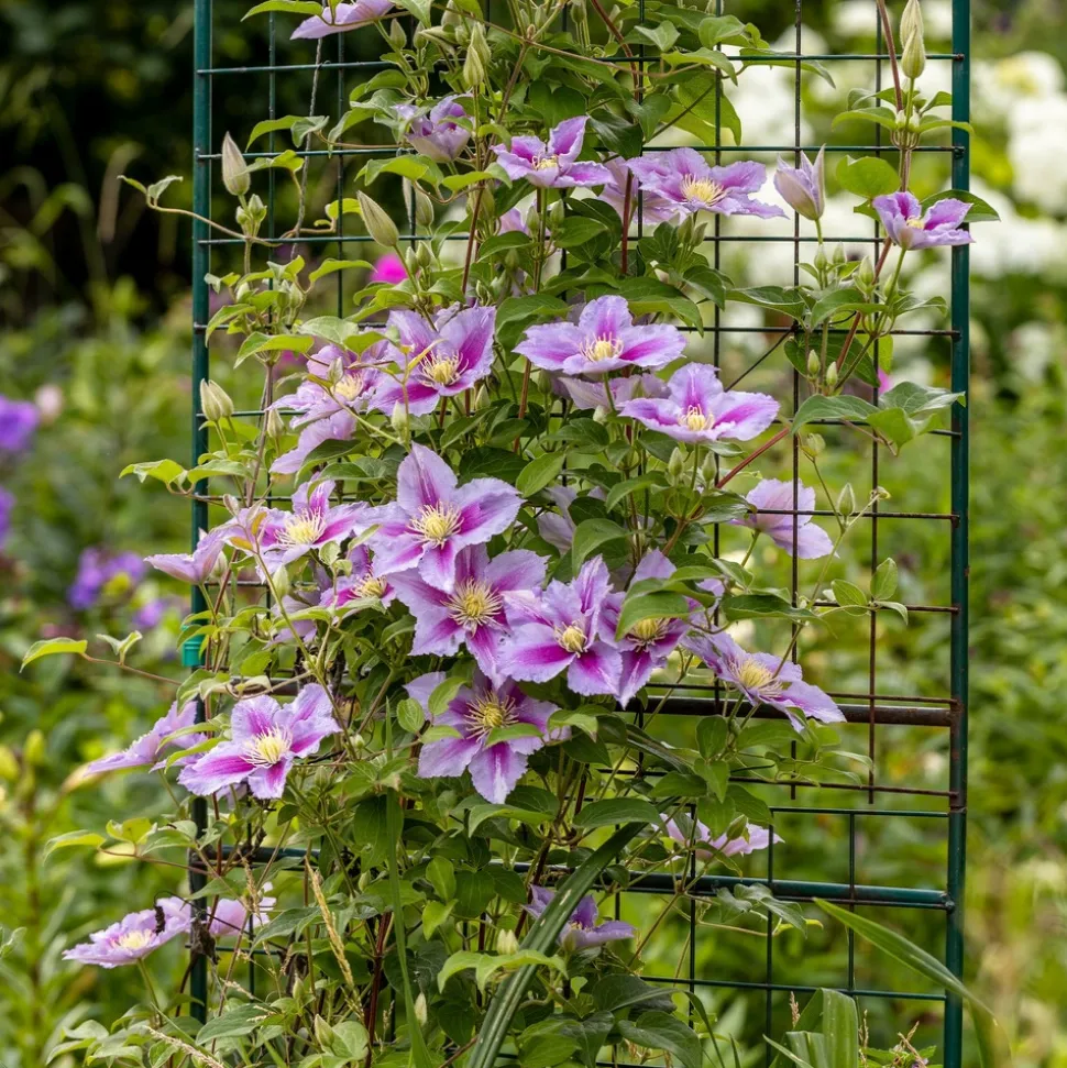 WILLEMSE FRANCE - Clématite piilu - le pot / ø 9cm / hauteur livrée 20-25cm, vendu par lot de 2