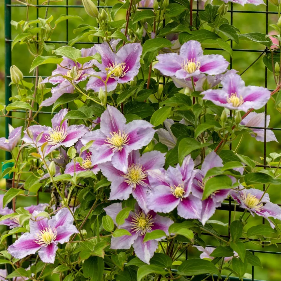 WILLEMSE FRANCE - Clématite piilu - le pot / ø 9cm / hauteur livrée 20-25cm, vendu par lot de 2