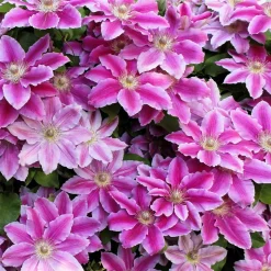 WILLEMSE FRANCE - Clématite piilu - le pot / ø 9cm / hauteur livrée 20-25cm, vendu par lot de 2