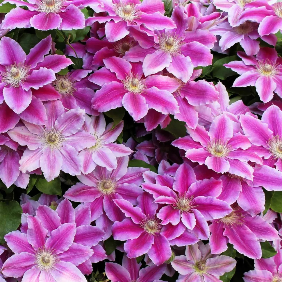 WILLEMSE FRANCE - Clématite piilu - le pot / ø 9cm / hauteur livrée 20-25cm, vendu par lot de 2