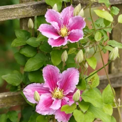 WILLEMSE FRANCE - Clématite piilu - le pot / ø 9cm / hauteur livrée 20-25cm, vendu par lot de 2