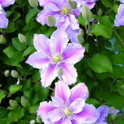 WILLEMSE FRANCE - Clématite piilu - le pot / ø 9cm / hauteur livrée 20-25cm, vendu par lot de 2