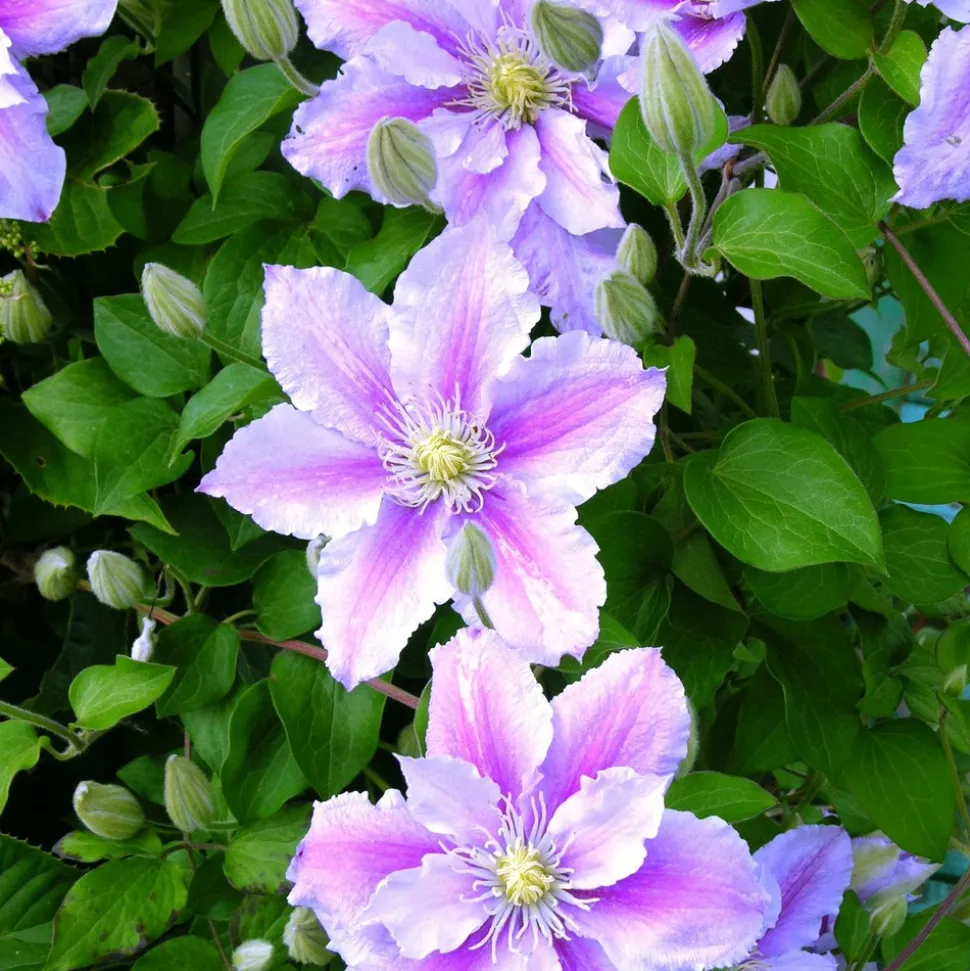 WILLEMSE FRANCE - Clématite piilu - le pot / ø 9cm / hauteur livrée 20-25cm, vendu par lot de 2