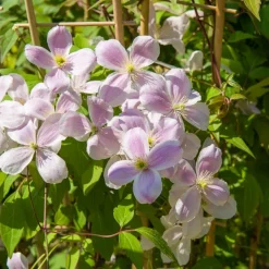 WILLEMSE FRANCE - Clématite mayleen - le pot / ø 9cm