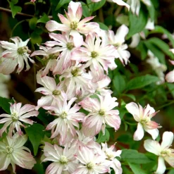 WILLEMSE FRANCE - Clématite des montagnes marjorie - le pot / ø 9cm