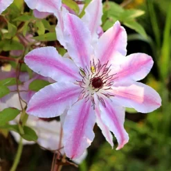 WILLEMSE FRANCE - Clématite nelly moser - le pot / 2l / hauteur livrée 40-50cm