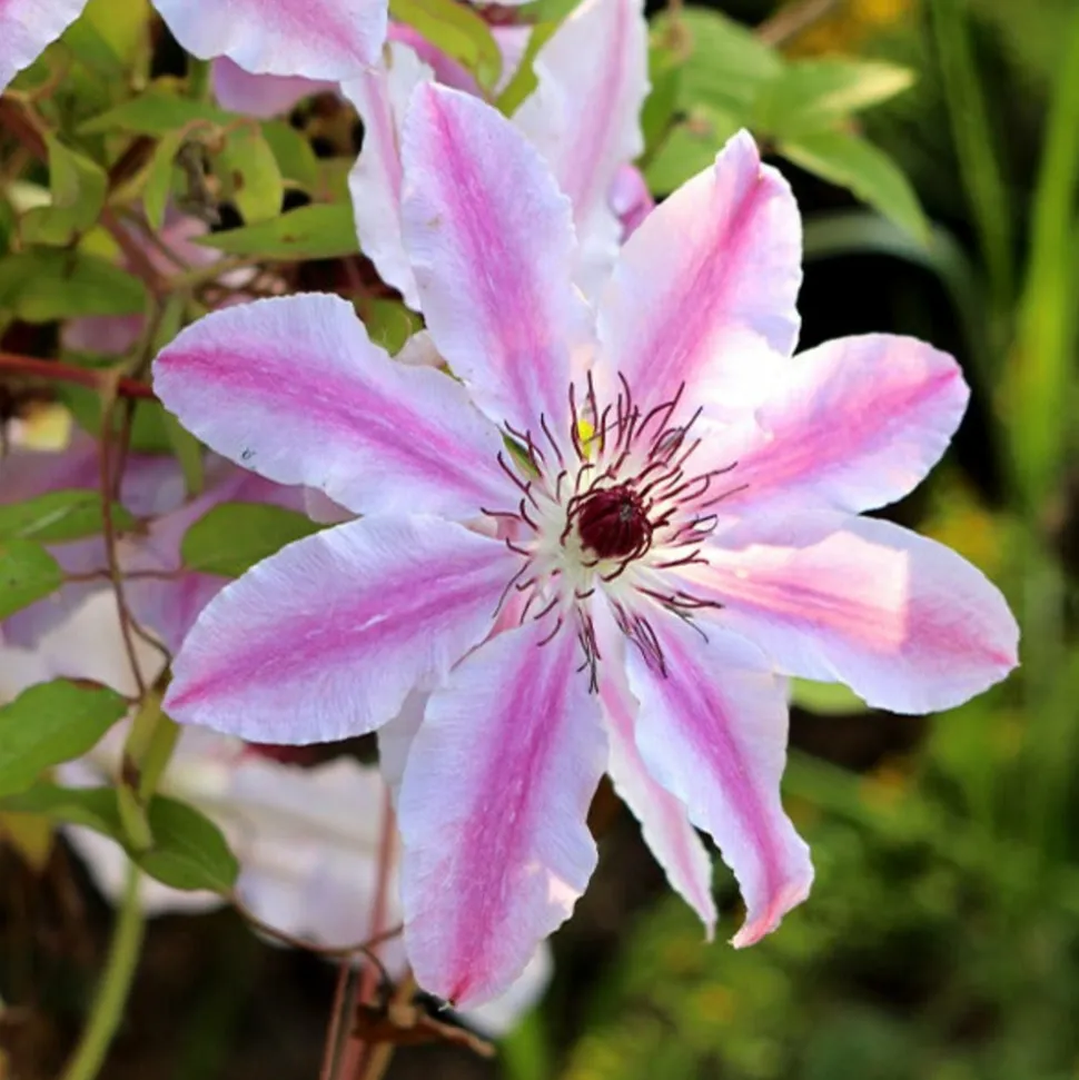 WILLEMSE FRANCE - Clématite nelly moser - le pot / 2l / hauteur livrée 40-50cm