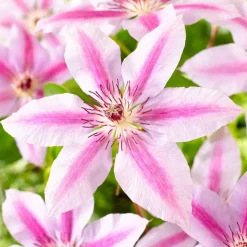 WILLEMSE FRANCE - Clématite nelly moser - le pot / 2l / hauteur livrée 40-50cm