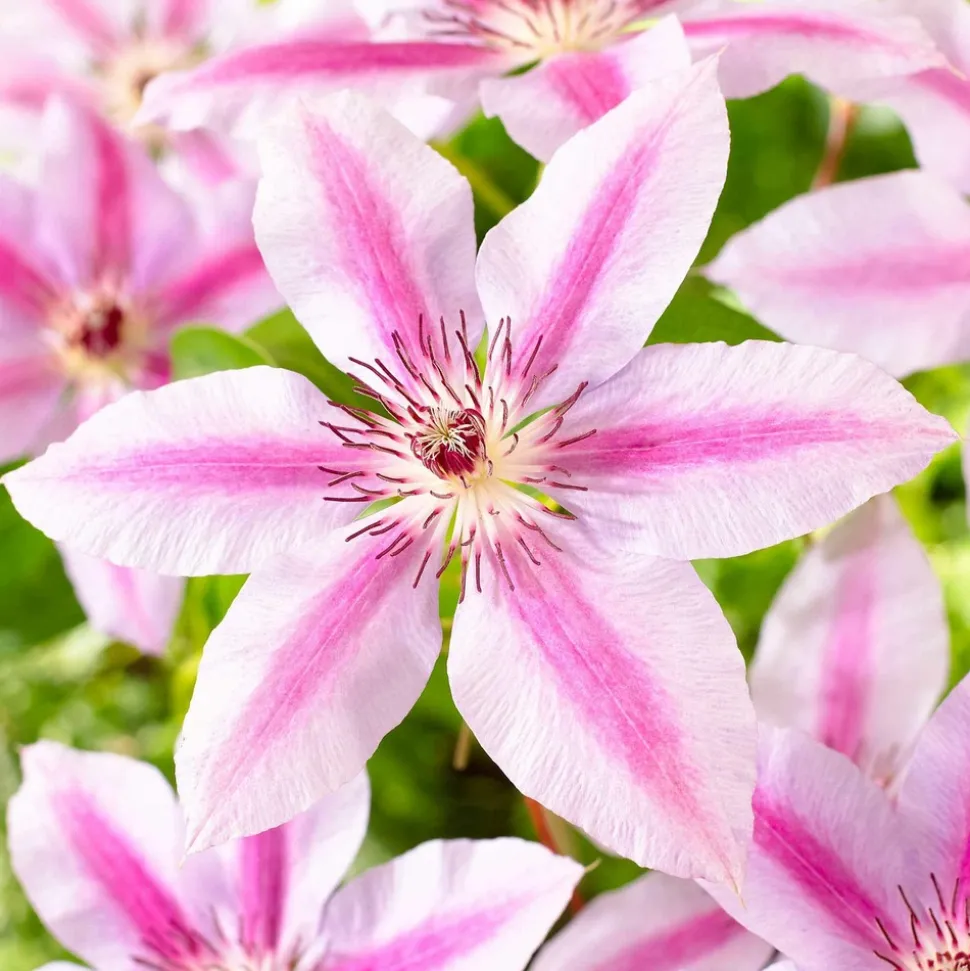 WILLEMSE FRANCE - Clématite nelly moser - le pot / 2l / hauteur livrée 40-50cm