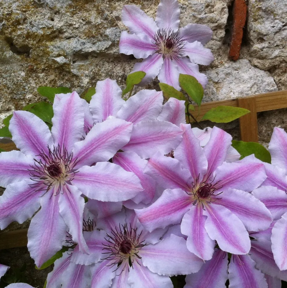 WILLEMSE FRANCE - Clématite nelly moser - le pot / 2l / hauteur livrée 40-50cm