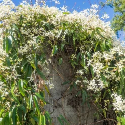 WILLEMSE FRANCE - Clématite armandii - le pot / ø 11cm, vendu par lot de 2