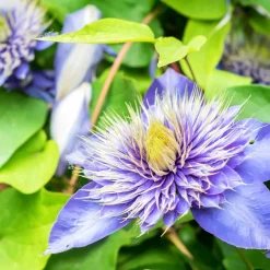 WILLEMSE FRANCE - Clématite multi blue - le pot / ø 9cm