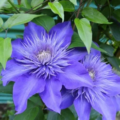 WILLEMSE FRANCE - Clématite multi blue - le pot / ø 9cm