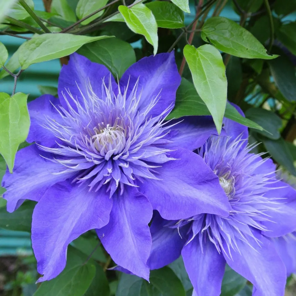 WILLEMSE FRANCE - Clématite multi blue - le pot / ø 9cm