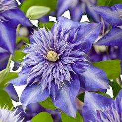 WILLEMSE FRANCE - Clématite multi blue - le pot / ø 9cm