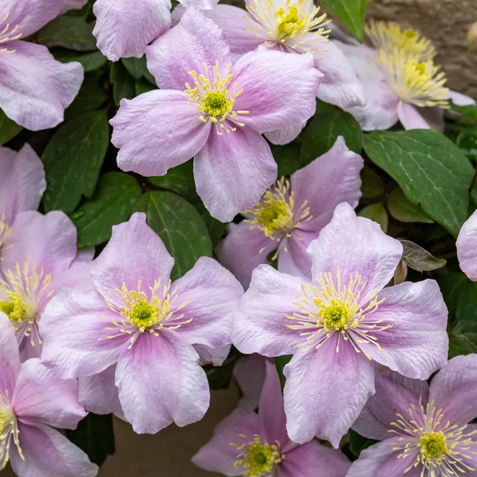 WILLEMSE FRANCE - Clématite mayleen - le pot / 2l / hauteur livrée 40-50cm, vendu par lot de 2