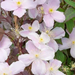 WILLEMSE FRANCE - Clématite mayleen - le pot / 2l / hauteur livrée 40-50cm, vendu par lot de 2