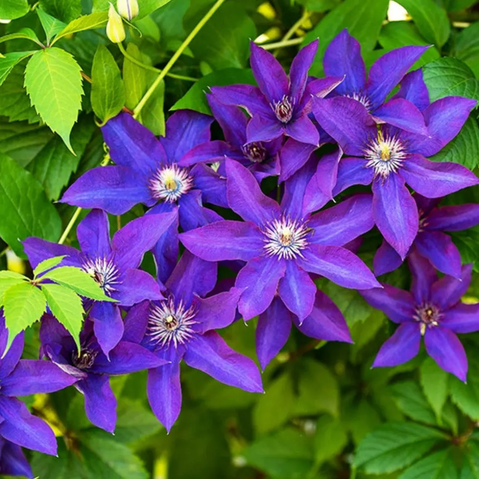 WILLEMSE FRANCE - Clématite président - le pot / ø 9cm / hauteur livrée environ 25cm, vendu par lot de 2