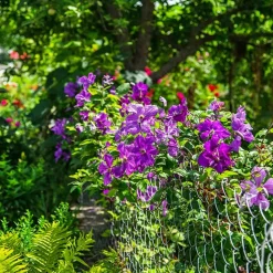 WILLEMSE FRANCE - Clématite président - le pot / ø 9cm / hauteur livrée environ 25cm, vendu par lot de 2