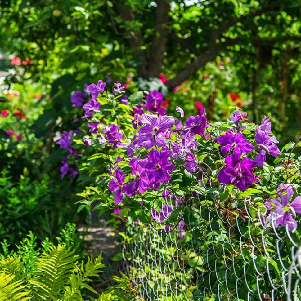 WILLEMSE FRANCE - Clématite président - le pot / ø 9cm / hauteur livrée environ 25cm, vendu par lot de 2