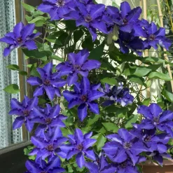 WILLEMSE FRANCE - Clématite président - le pot / ø 9cm / hauteur livrée environ 25cm, vendu par lot de 2