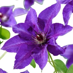 WILLEMSE FRANCE - Clématite président - le pot / ø 9cm / hauteur livrée environ 25cm, vendu par lot de 2