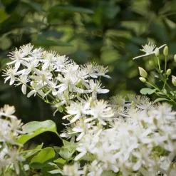 WILLEMSE FRANCE - Clématite terniflora sweet autumn - le pot / 2l / hauteur livrée 40-50cm