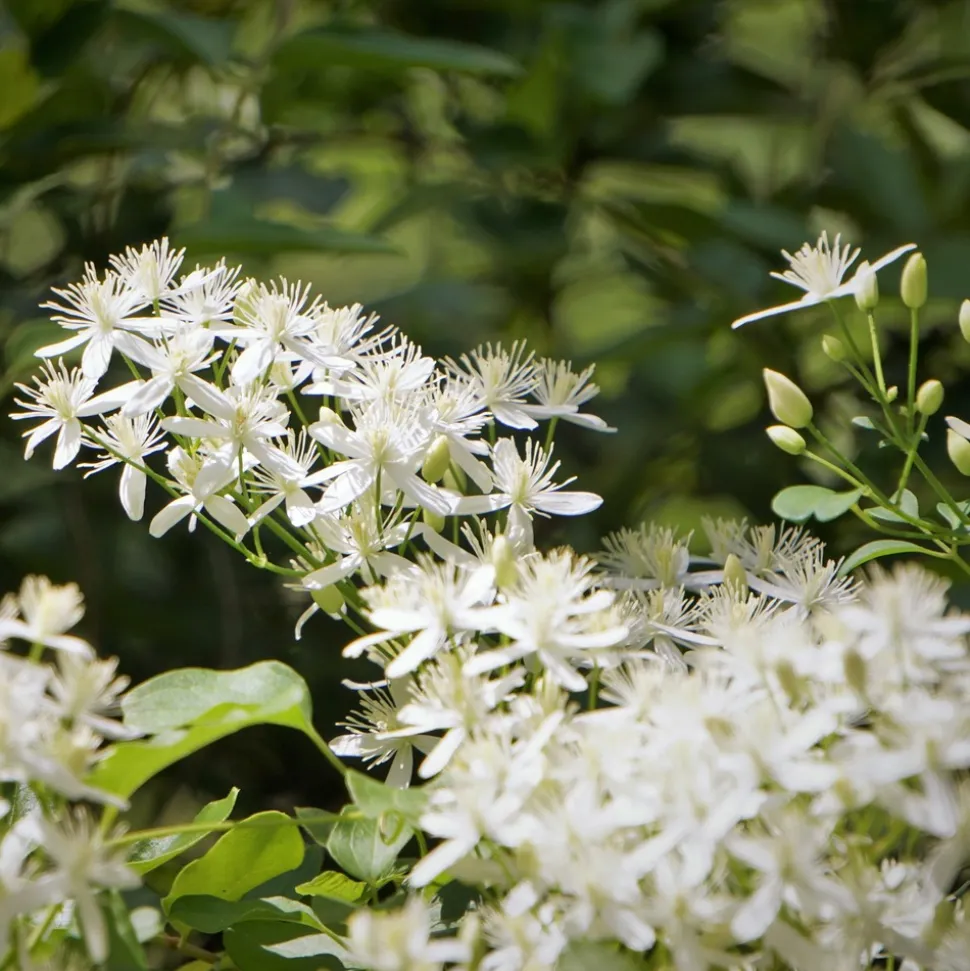 WILLEMSE FRANCE - Clématite terniflora sweet autumn - le pot / 2l / hauteur livrée 40-50cm