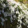 WILLEMSE FRANCE - Clématite montana grandiflora - le pot / 2l / hauteur livrée 40-50cm