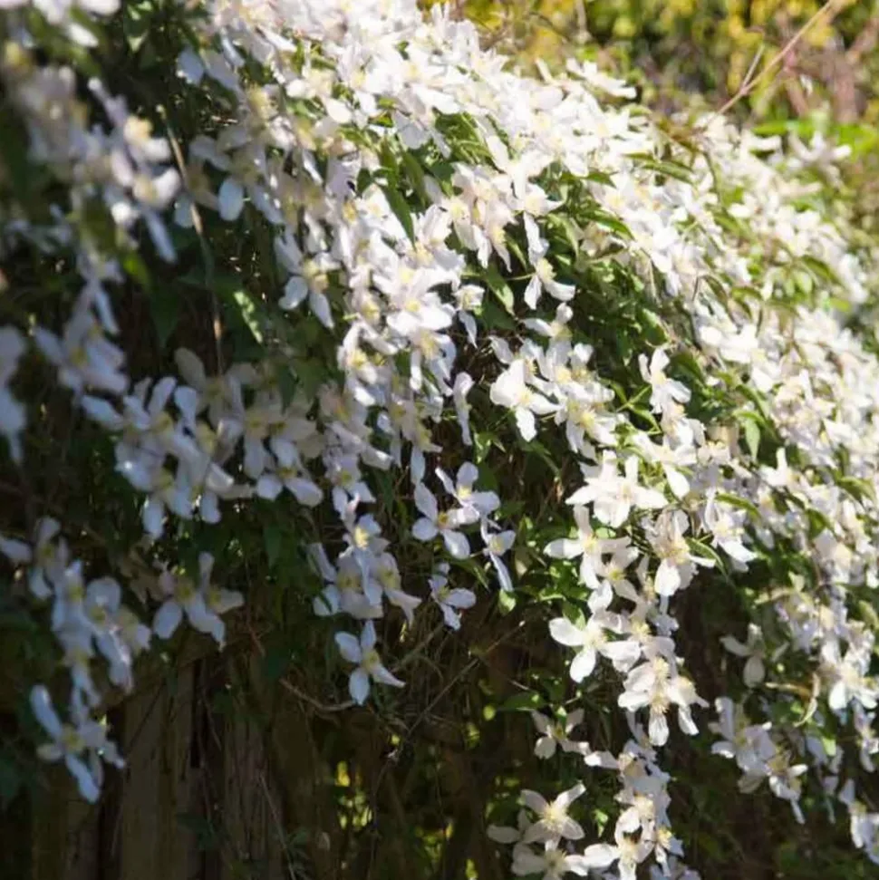 WILLEMSE FRANCE - Clématite montana grandiflora - le pot / 2l / hauteur livrée 40-50cm