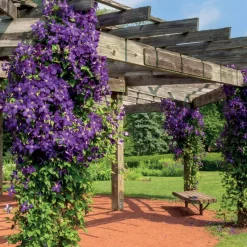 WILLEMSE FRANCE - Clématite jackmanii - le pot / ø 9cm / hauteur livrée 20-30cm, vendu par lot de 2