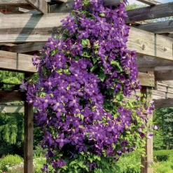 WILLEMSE FRANCE - Clématite jackmanii - le pot / ø 9cm / hauteur livrée 20-30cm, vendu par lot de 2